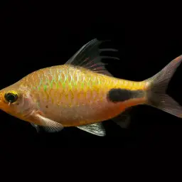 Rohan's Barb, photo 5
