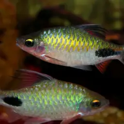 Rohan's Barb, photo 6