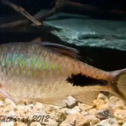 Rohan's Barb, photo 7