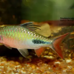 Rohan's Barb, photo 8