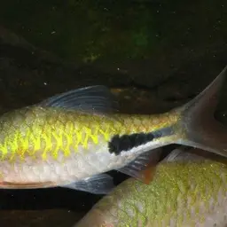 Rohan's Barb, photo 9