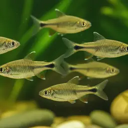 Rohan's Barb, photo 11