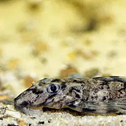 Pretty Peckoltia, photo 1