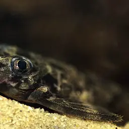 Pretty Peckoltia, photo 2