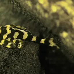 Pretty Peckoltia, photo 3