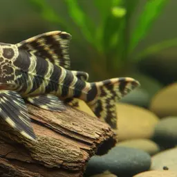 Pretty Peckoltia, photo 4