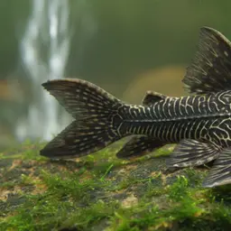 Brazil-butterfly