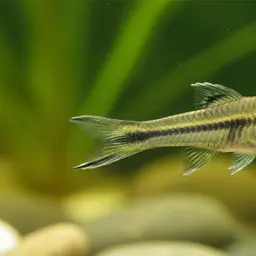 Delicate Swordtail