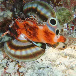 Ocellated Lionfish