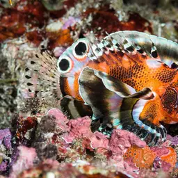 Ocellated Lionfish, photo 2