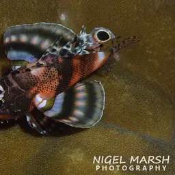 Ocellated Lionfish, photo 3