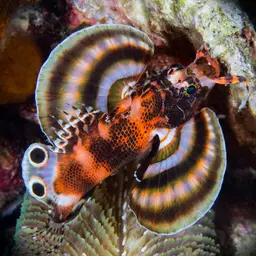 Ocellated Lionfish, photo 4