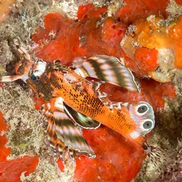 Ocellated Lionfish, photo 5