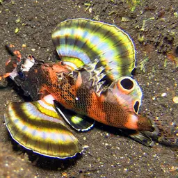 Ocellated Lionfish, photo 6
