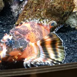 Ocellated Lionfish, photo 7