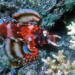 Ocellated Lionfish, photo 8