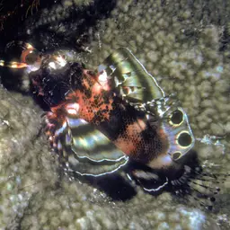 Ocellated Lionfish, photo 9