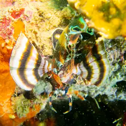 Ocellated Lionfish, photo 10