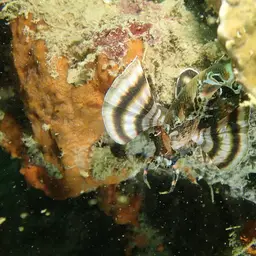 Ocellated Lionfish, photo 11