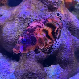 Ocellated Lionfish, photo 12