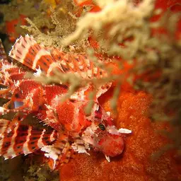 Dwarf Lionfish