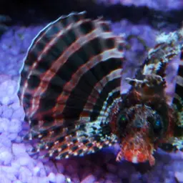 Dwarf Lionfish, photo 2
