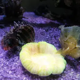 Dwarf Lionfish, photo 3