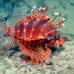 Dwarf Lionfish, photo 4