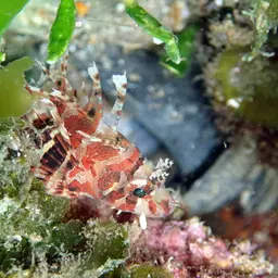 Dwarf Lionfish, photo 5