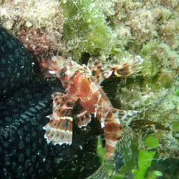 Dwarf Lionfish, photo 6