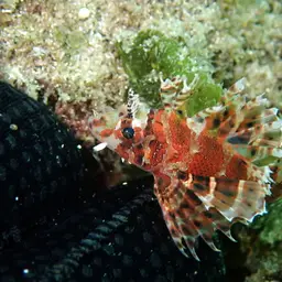Dwarf Lionfish, photo 7