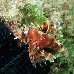 Dwarf Lionfish, photo 8