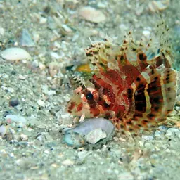 Dwarf Lionfish, photo 9