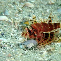 Dwarf Lionfish, photo 10