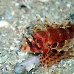 Dwarf Lionfish, photo 11
