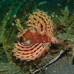 Dwarf Lionfish, photo 12