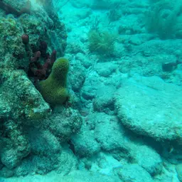 Pillar Coral, photo 2