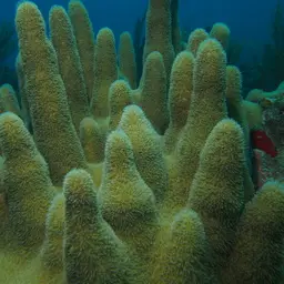 Pillar Coral, photo 1