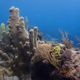 Pillar Coral, photo 3