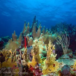 Pillar Coral, photo 4
