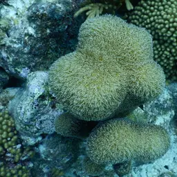 Pillar Coral, photo 5