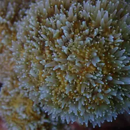 Pillar Coral, photo 6