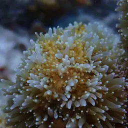 Pillar Coral, photo 7