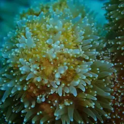 Pillar Coral, photo 8
