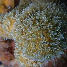 Pillar Coral, photo 9