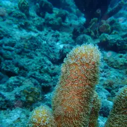 Pillar Coral, photo 10