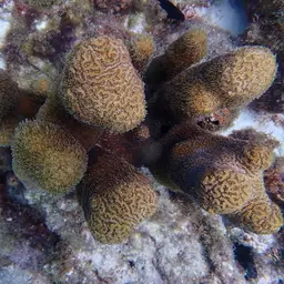 Pillar Coral, photo 11