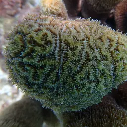 Pillar Coral, photo 12