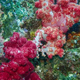 Cherry Blossom Coral