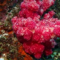 Cherry Blossom Coral, photo 2
